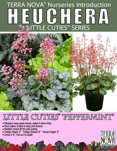 Heuchera LITTLE CUTIES™ 'Peppermint' - Product Profile