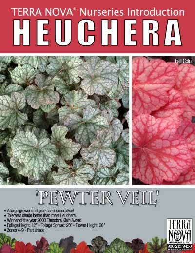 Heuchera 'Pewter Veil' - Product Profile