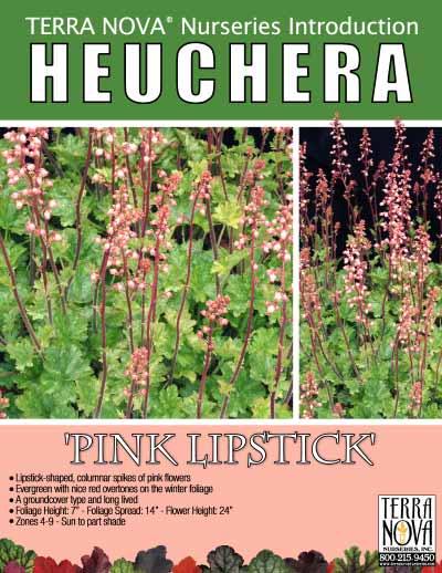 Heuchera 'Pink Lipstick' - Product Profile