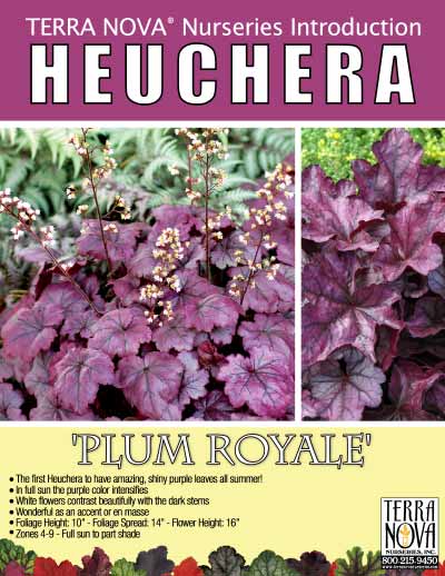 Heuchera 'Plum Royale' - Product Profile
