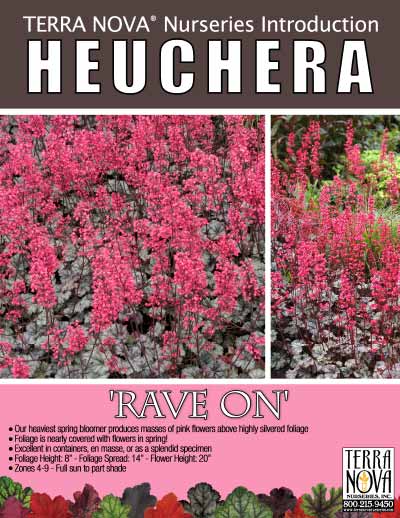 Heuchera 'Rave On' - Product Profile