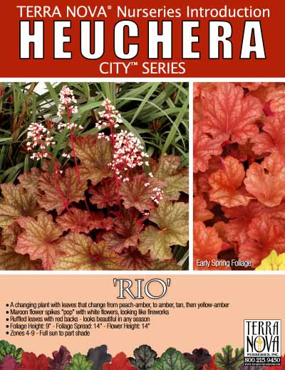 Heuchera 'Rio' - Product Profile