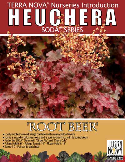 Heuchera 'Root Beer' - Product Profile