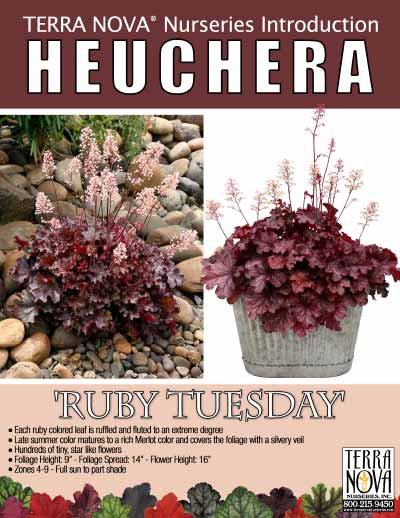 Heuchera 'Ruby Tuesday' - Product Profile