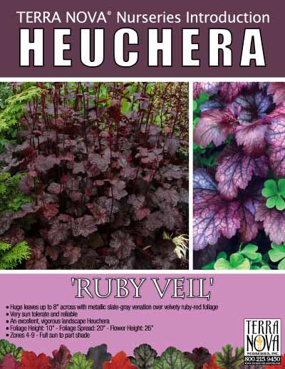 Heuchera 'Ruby Veil' - Product Profile