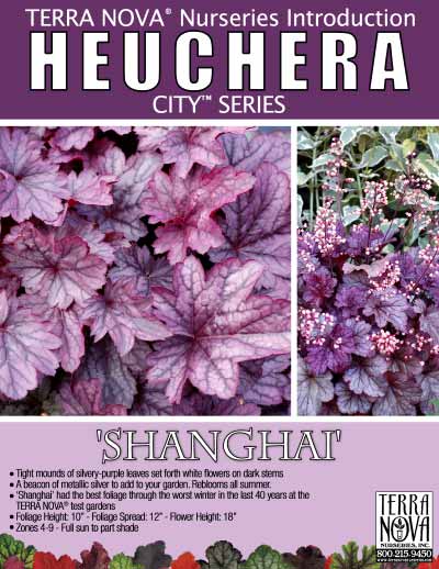 Heuchera 'Shanghai' - Product Profile