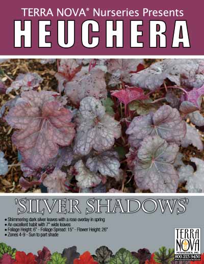 Heuchera 'Silver Shadows' - Product Profile