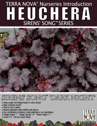 Heuchera SIRENS' SONG™ 'Dark Night' - Product Profile