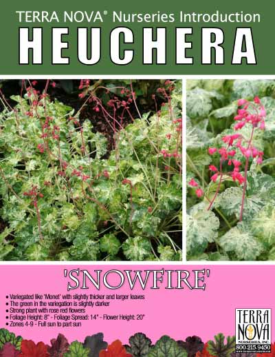 Heuchera 'Snowfire' - Product Profile