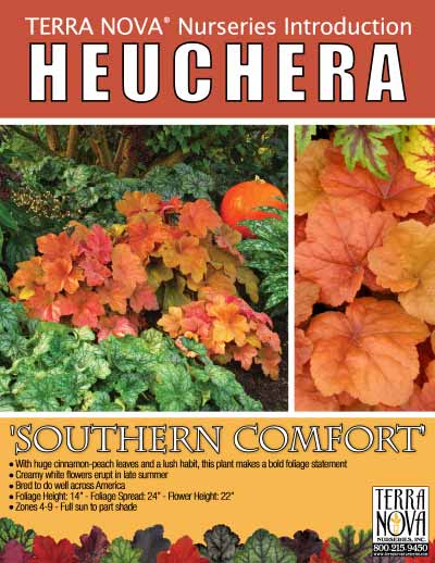 Heuchera 'Southern Comfort' - Product Profile