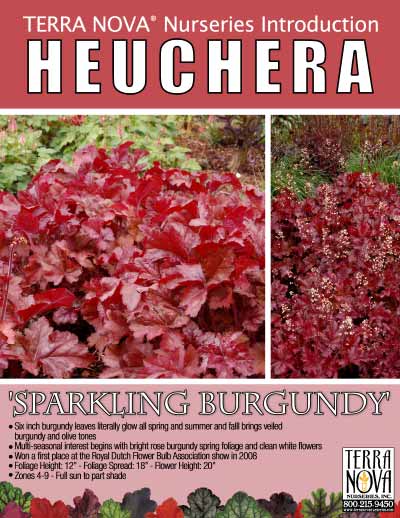 Heuchera 'Sparkling Burgundy' - Product Profile