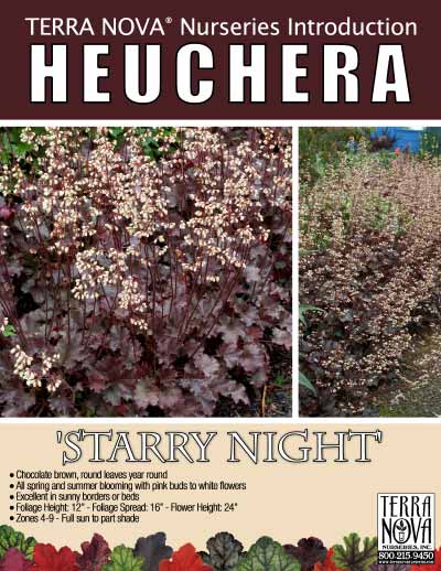 Heuchera 'Starry Night' - Product Profile