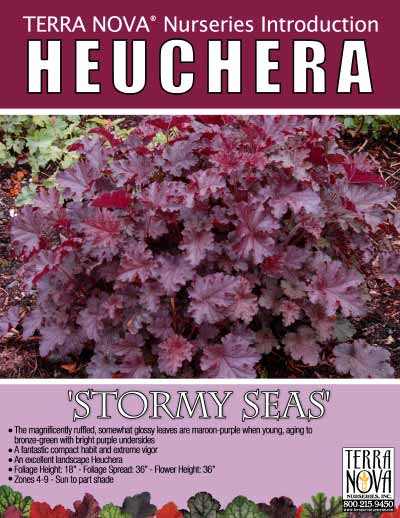 Heuchera 'Stormy Seas' - Product Profile