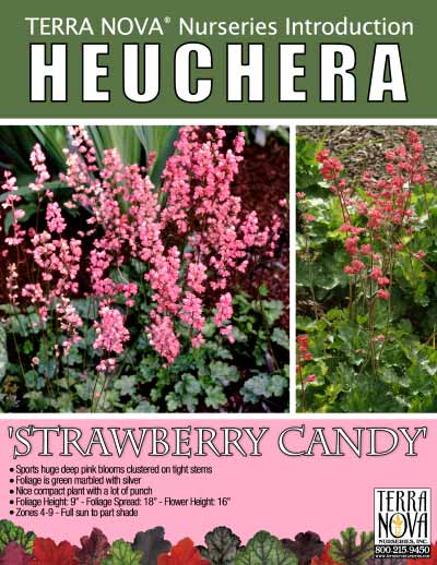 Heuchera 'Strawberry Candy' - Product Profile