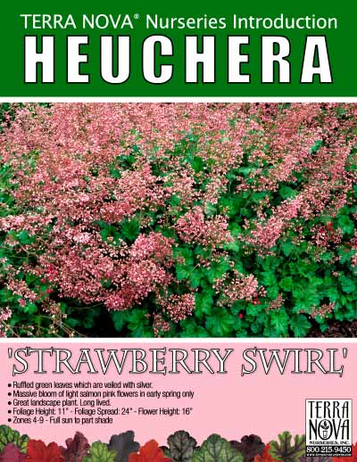 Heuchera 'Strawberry Swirl' - Product Profile