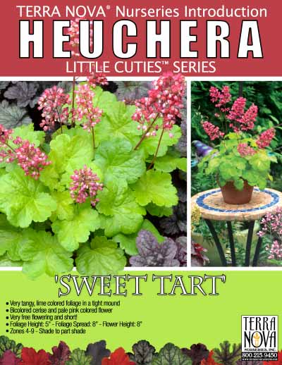 Heuchera LITTLE CUTIES™ 'Sweet Tart' - Product Profile