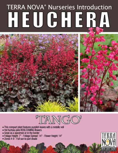Heuchera 'Tango' - Product Profile
