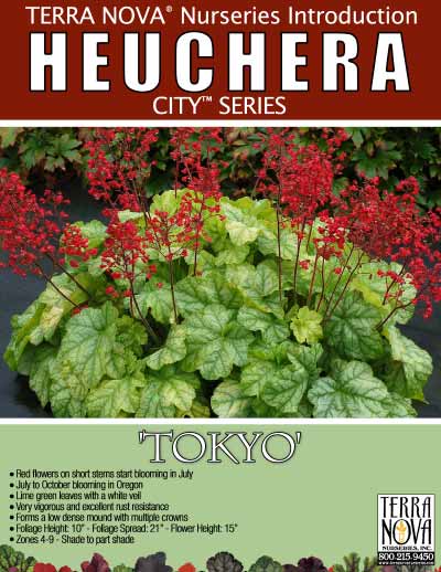 Heuchera 'Tokyo' - Product Profile