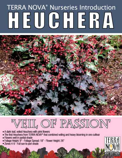 Heuchera 'Veil of Passion' - Product Profile