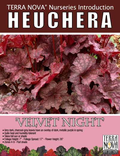 Heuchera 'Velvet Night' - Product Profile