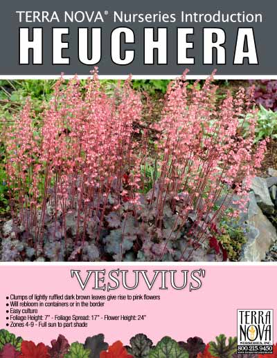 Heuchera 'Vesuvius' - Product Profile