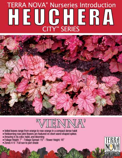 Heuchera 'Vienna' - Product Profile