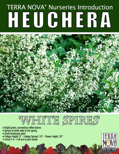 Heuchera 'White Spires' - Product Profile
