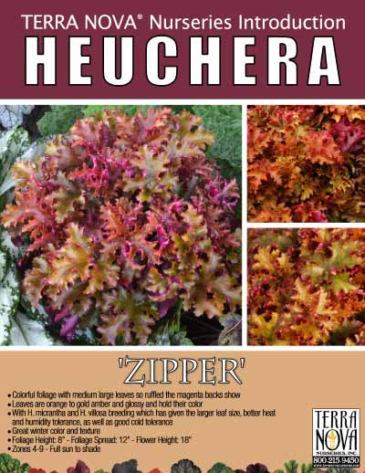 Heuchera 'Zipper' - Product Profile