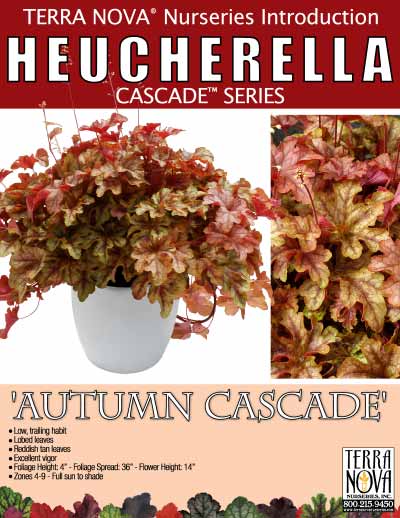 Heucherella 'Autumn Cascade' - Product Profile