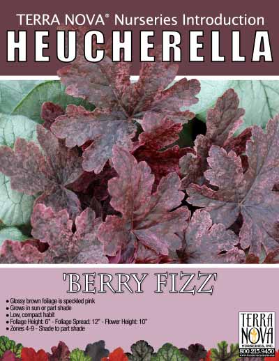 Heucherella 'Berry Fizz' - Product Profile