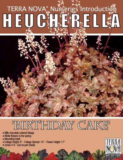 Heucherella 'Birthday Cake' - Product Profile