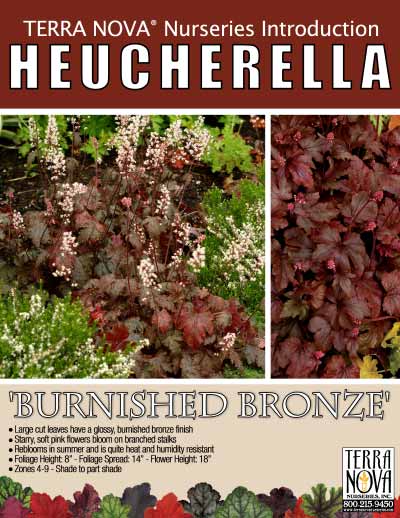 Heucherella 'Burnished Bronze' - Product Profile