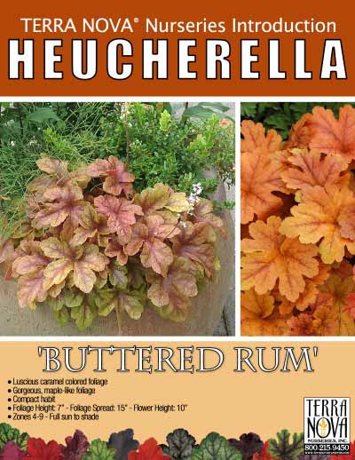 Heucherella 'Buttered Rum' - Product Profile