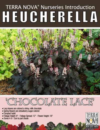 Heucherella 'Chocolate Lace' - Product Profile