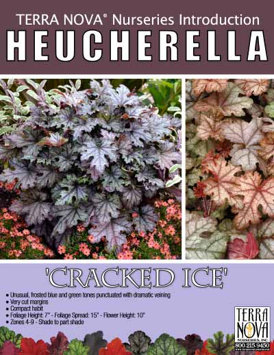 Heucherella 'Cracked Ice' - Product Profile