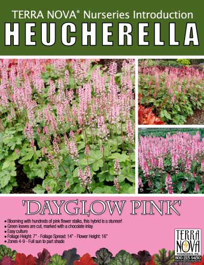 Heucherella 'Dayglow Pink' - Product Profile