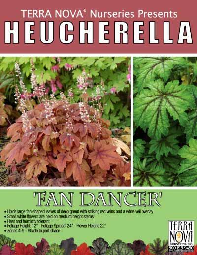 Heucherella 'Fan Dancer' - Product Profile