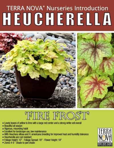 Heucherella 'Fire Frost' - Product Profile