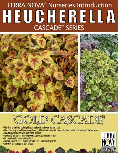 Heucherella 'Gold Cascade' - Product Profile