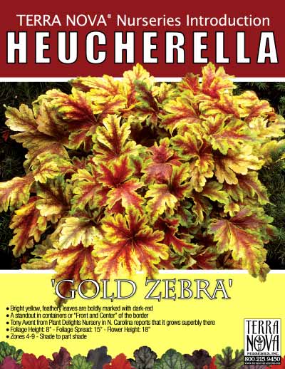 Heucherella 'Gold Zebra' - Product Profile