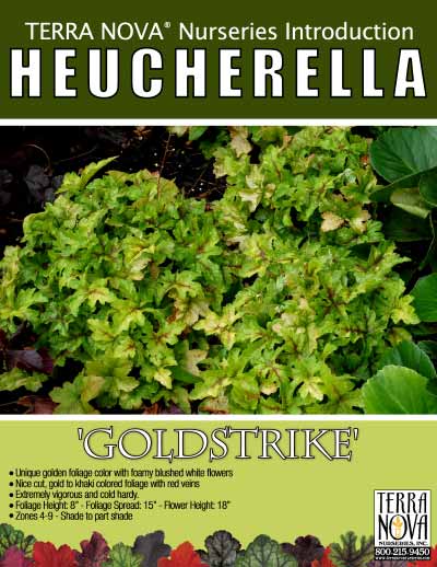 Heucherella 'Goldstrike' - Product Profile