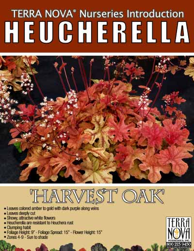 Heucherella 'Harvest Oak' - Product Profile