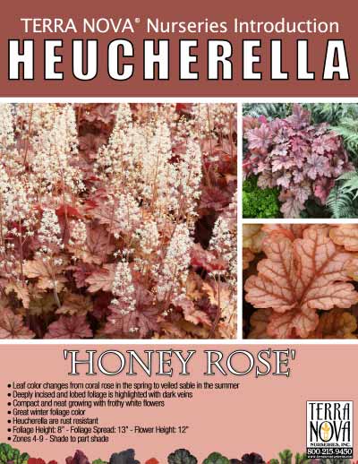 Heucherella 'Honey Rose' - Product Profile