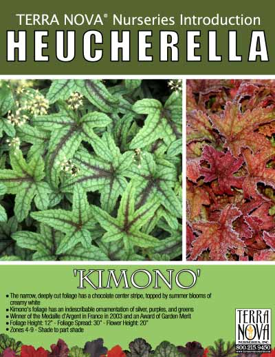 Heucherella 'Kimono' - Product Profile