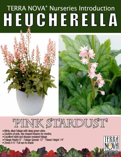 Heucherella 'Pink Stardust' - Product Profile