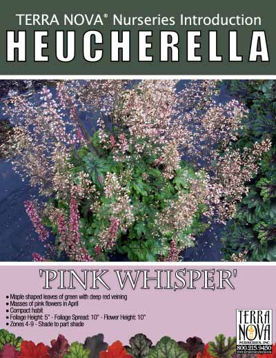 Heucherella 'Pink Whisper' - Product Profile