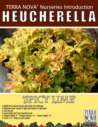 Heucherella 'Spicy Lime' - Product Profile