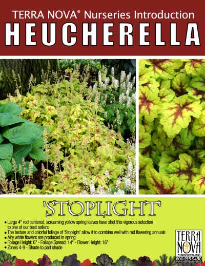 Heucherella 'Stoplight' - Product Profile