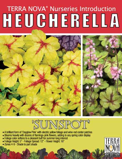 Heucherella 'Sunspot' - Product Profile