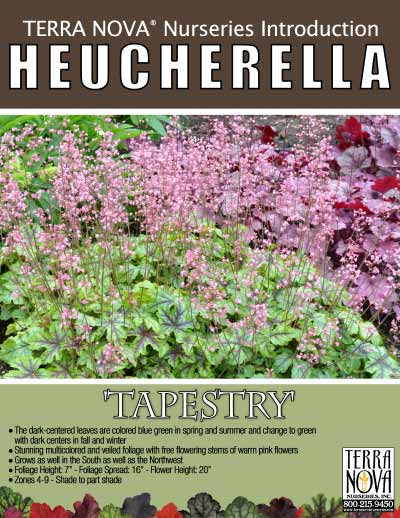 Heucherella 'Tapestry' - Product Profile